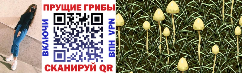 Псилоцибиновые грибы Cubensis  Купить где  Терек 